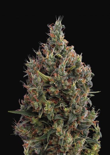 BIG BANG - Cannabis Seeds from Green House