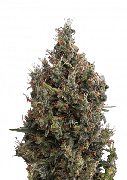 Big Bang Auto
