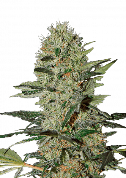 Exodus Cheese Auto