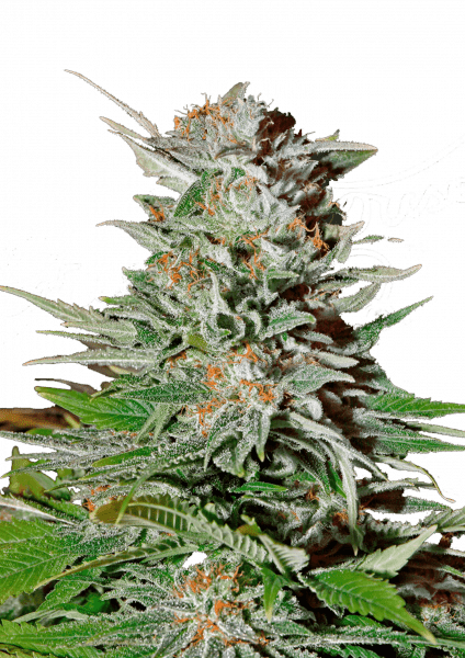 Super Lemon Haze Auto
