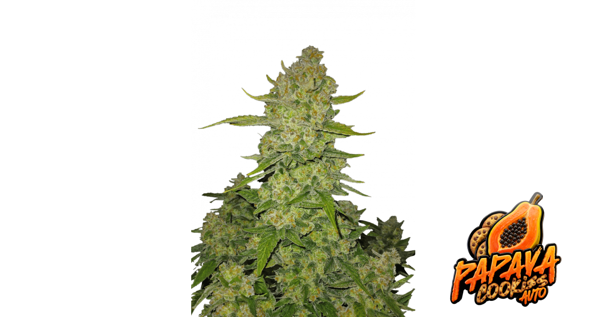 Papaya Cookies Auto — breeder photo