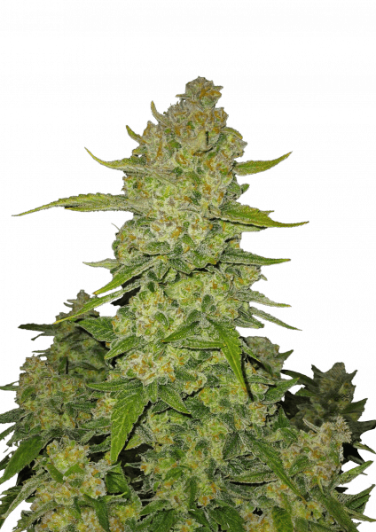 Papaya Cookies Auto cannabis strain by Fast Buds