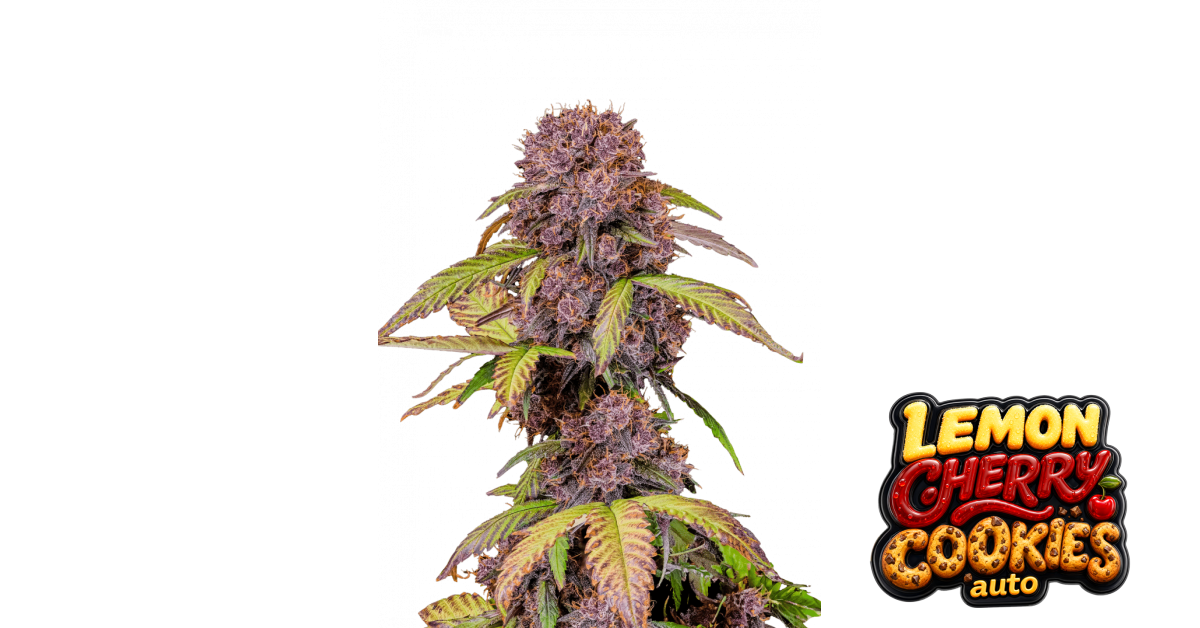 Lemon Cherry Cookies Auto — breeder photo