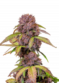 Lemon Cherry Cookies Auto