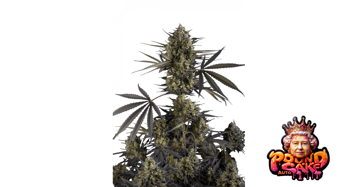 Pound Cake Auto — breeder photo