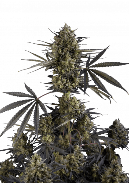 Pound Cake Auto cannabis strain by Fast Buds