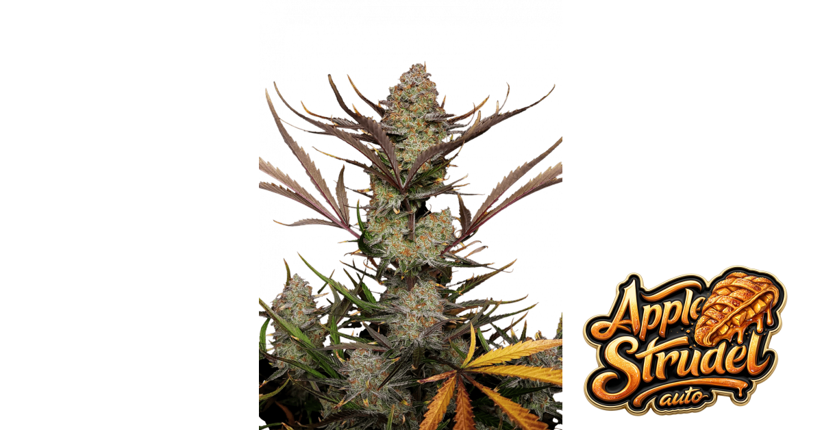 Apple Strudel Auto — breeder photo
