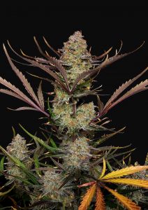 Anatomía de las plantas de cannabis: de las semillas a los cogollos -  Semillas de marihuana Autoflorecientes Fast Buds