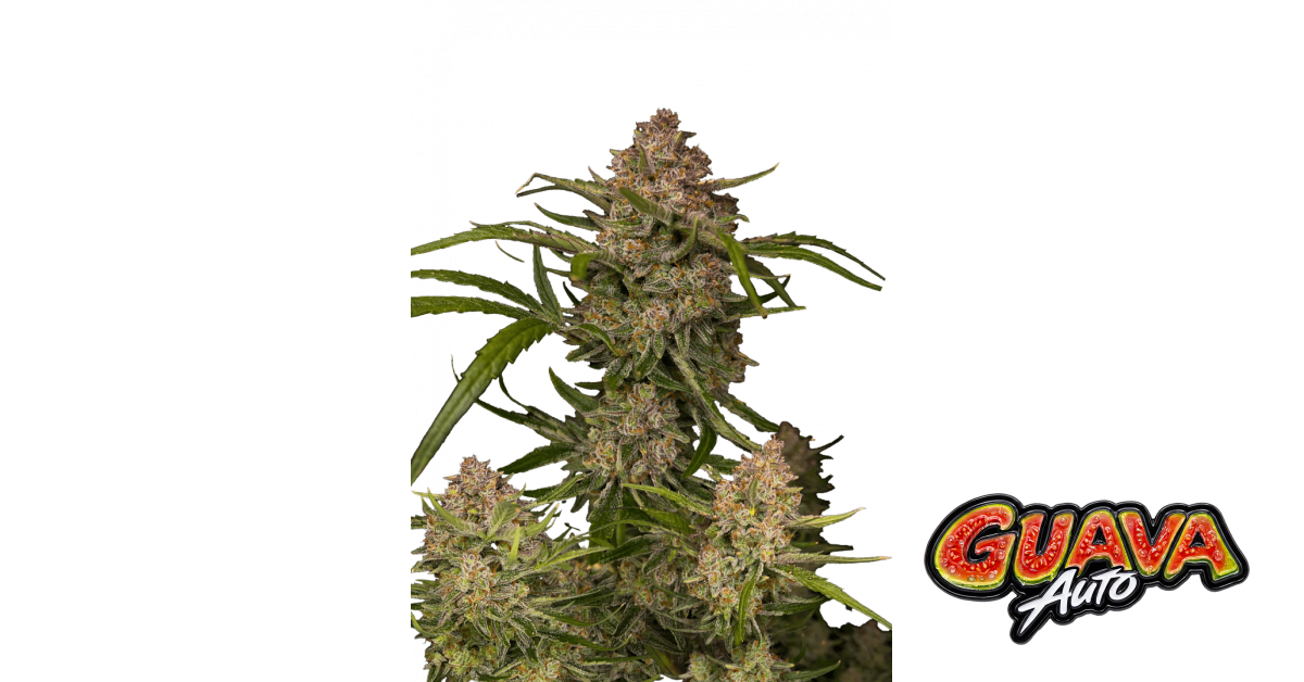 Guava Auto — breeder photo