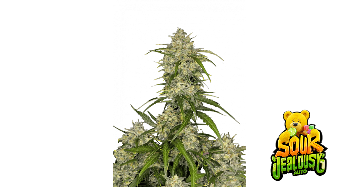 Sour Jealousy Auto 3er Fast Buds