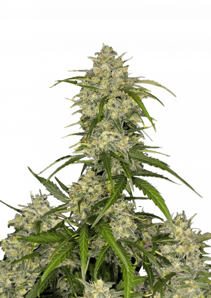 Sour Jealousy Auto cannabis strain by Fast Buds