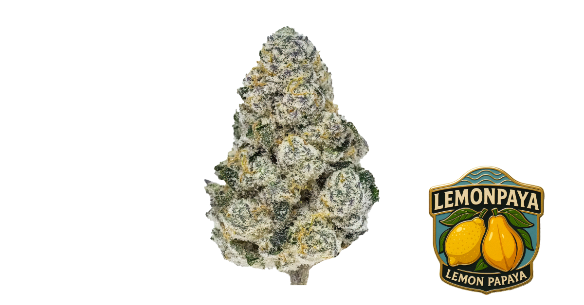 Lemonpaya — breeder photo
