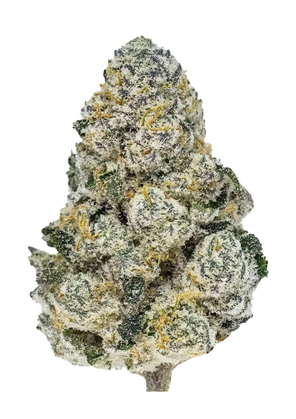Lemonpaya