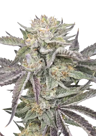 Photo of Gorilla Melon