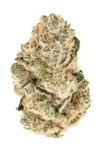 Photo of Gorilla Melon