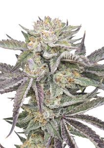 Gorilla Melon