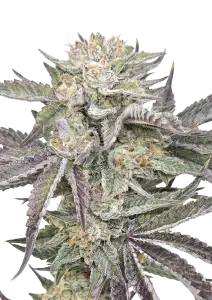 Photo of Gorilla Melon