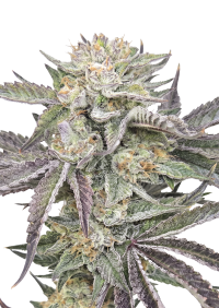 Gorilla Melon™