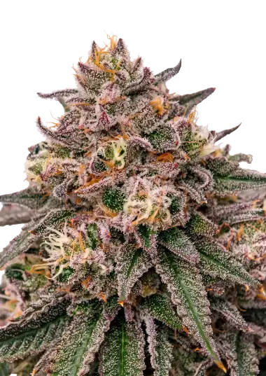 Photo of Rainbow Melon