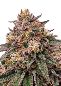 Rainbow Melon