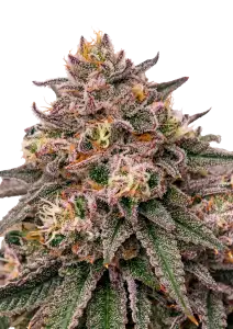 Photo of Rainbow Melon