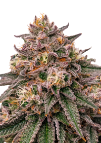 Rainbow Melon™