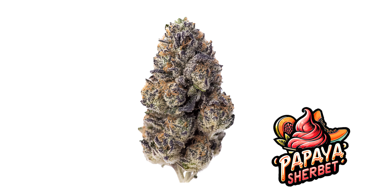 Papaya Sherbet — breeder photo