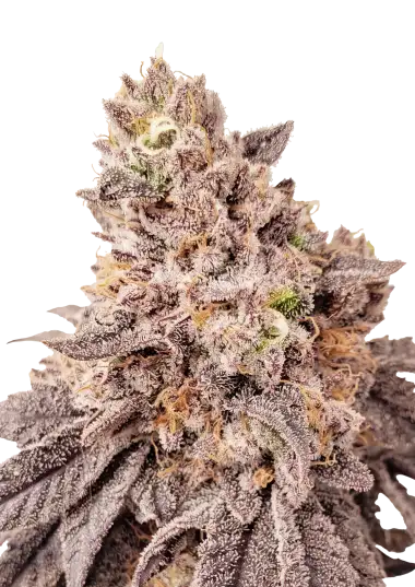 Photo of Papaya Sherbet