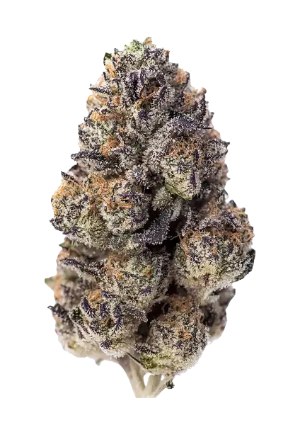 Photo of Papaya Sherbet