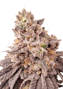 Papaya Sherbet