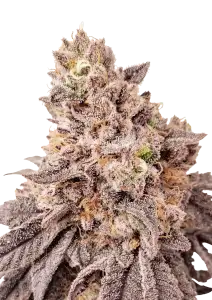 Photo of Papaya Sherbet