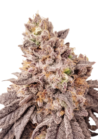 Papaya Sherbet™