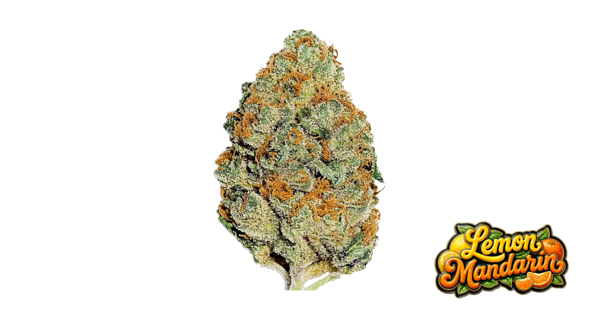 Lemon Mandarin — breeder photo