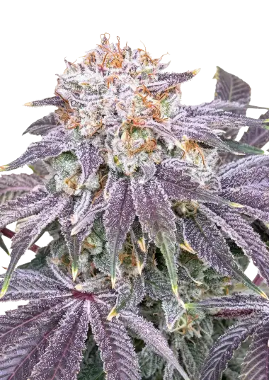 Photo of Lemon Mandarin