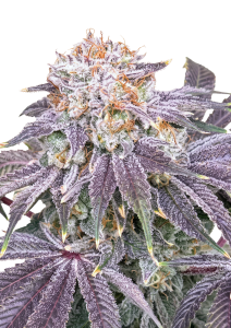 Lemon Mandarin