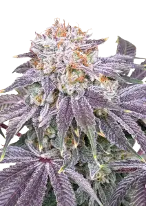 Photo of Lemon Mandarin