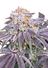 Lemon Mandarin™