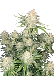 Photo of Frostbanger Auto