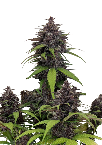 Purple Haze Auto