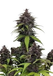 Photo of Purple Haze Auto