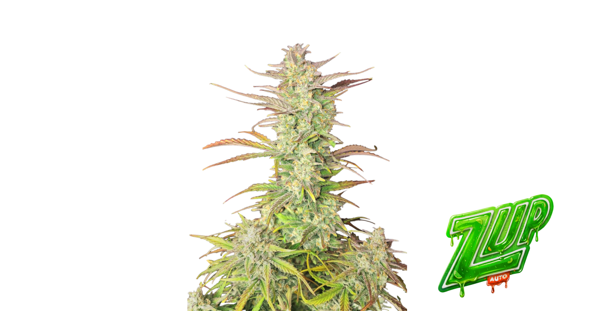 Z-Up Auto — breeder photo