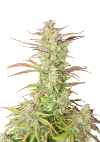 Z-Up Auto™