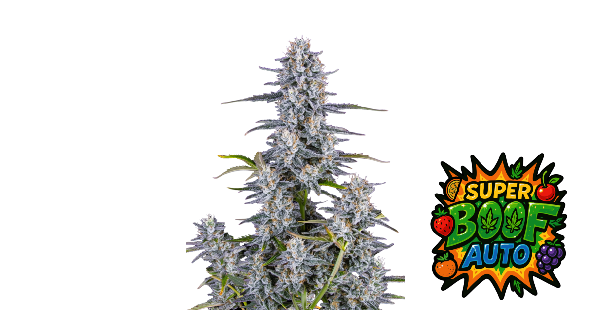 Super Boof Auto