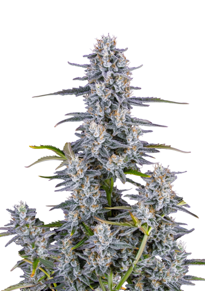 Super Boof Auto