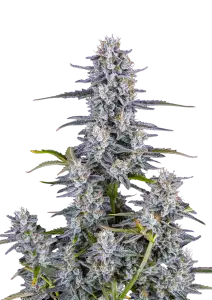 Photo of Super Boof Auto