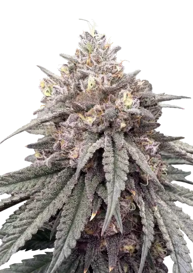 Photo of Lemon Cherry Runtz