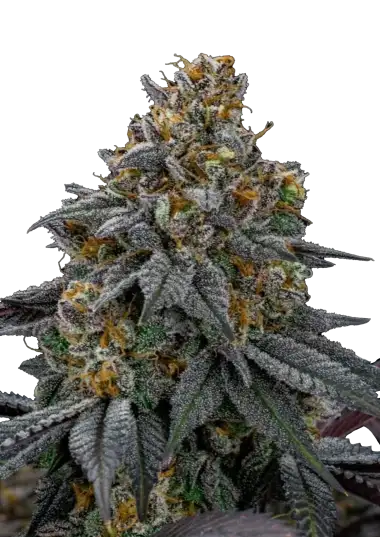 Photo of Lemon Cherry Runtz