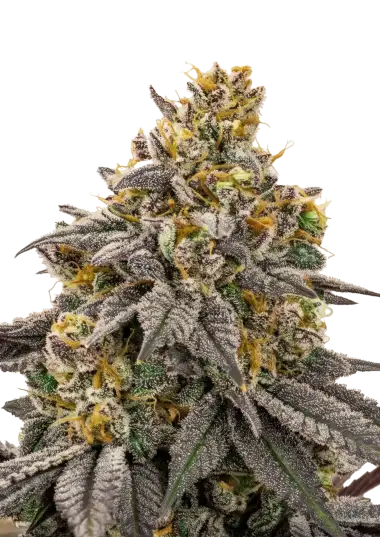 Photo of Lemon Cherry Runtz