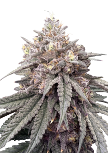 Lemon Cherry Runtz