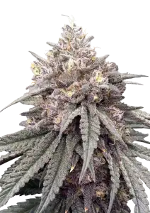 Photo of Lemon Cherry Runtz
